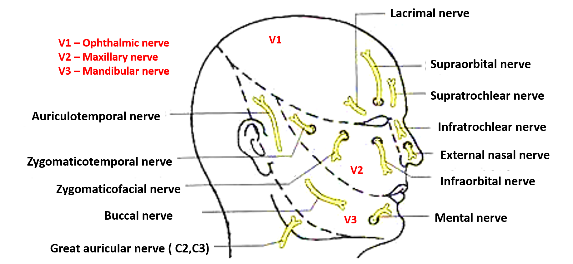 sensory nerve supply of face
