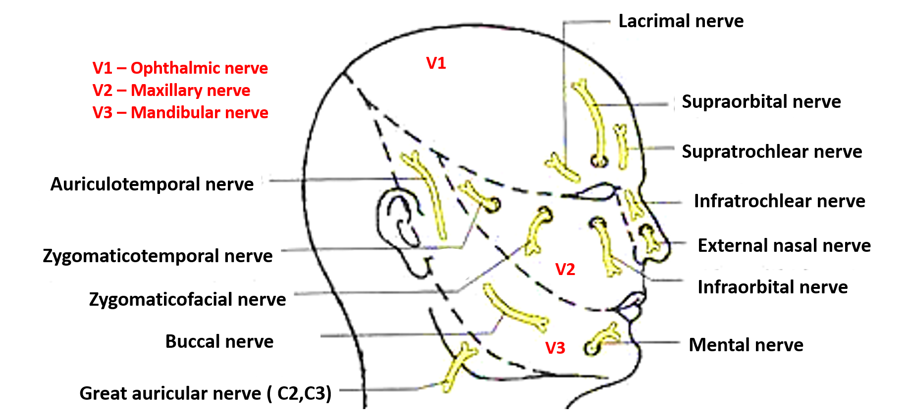 Mandibular nerve , Anatomy QA