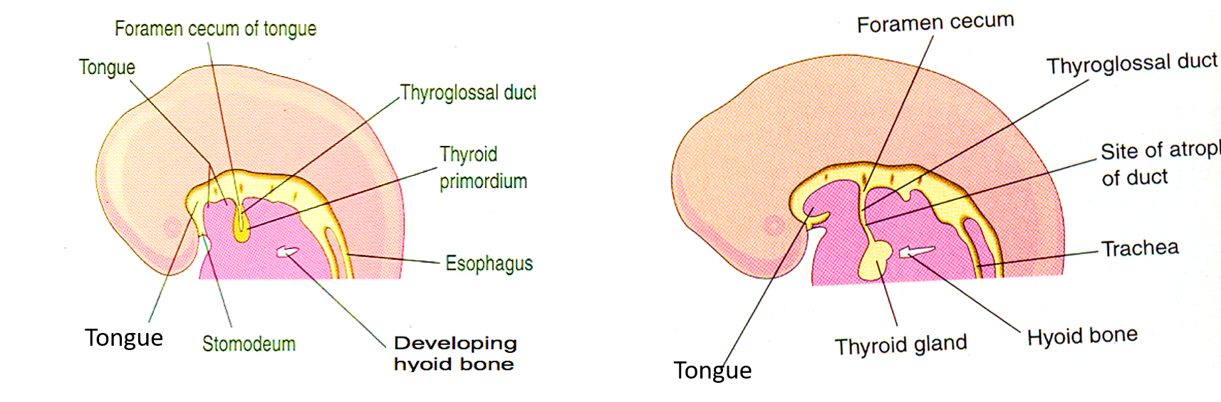 Development of thyroid gland