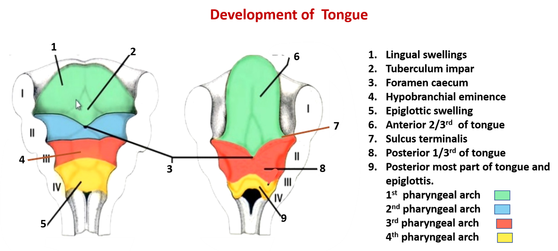 development of tongue