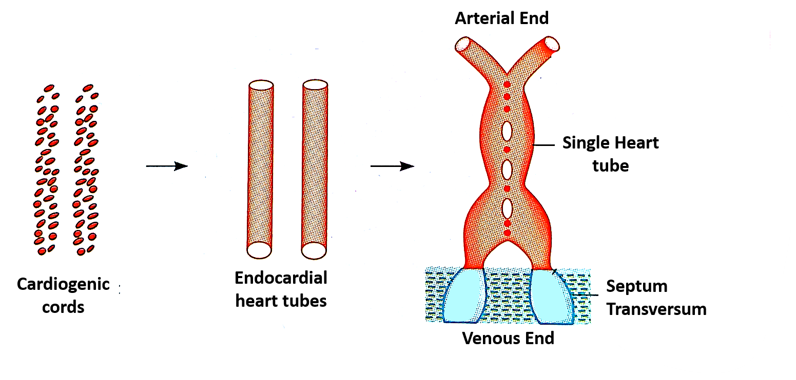 Formation of endocardial heart tube