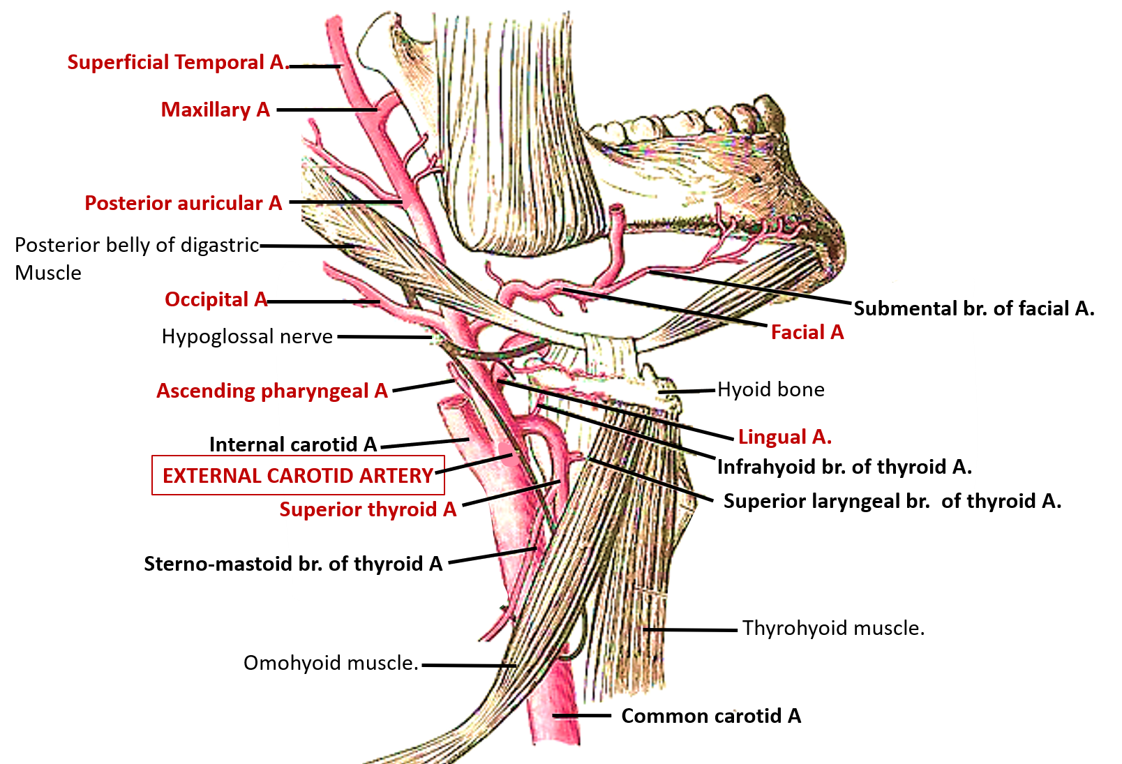 branches of external carotid artery
