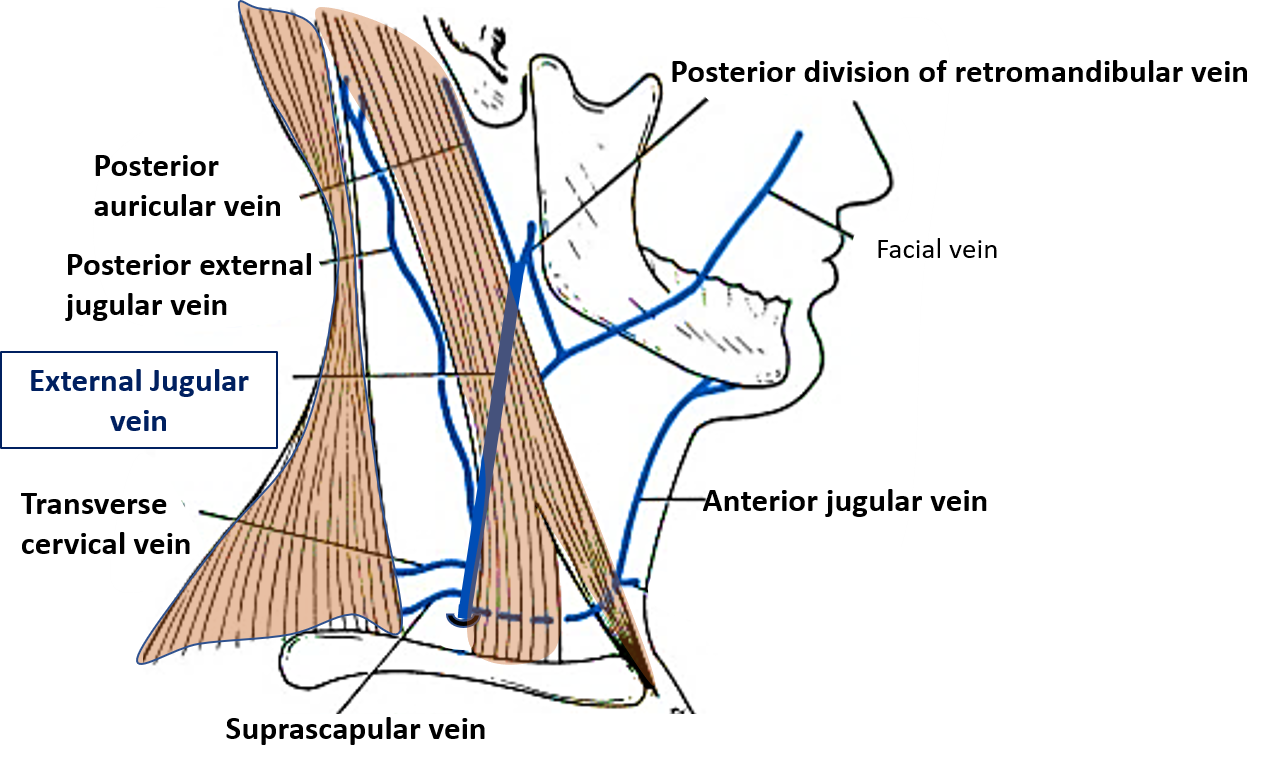 External jugular vein