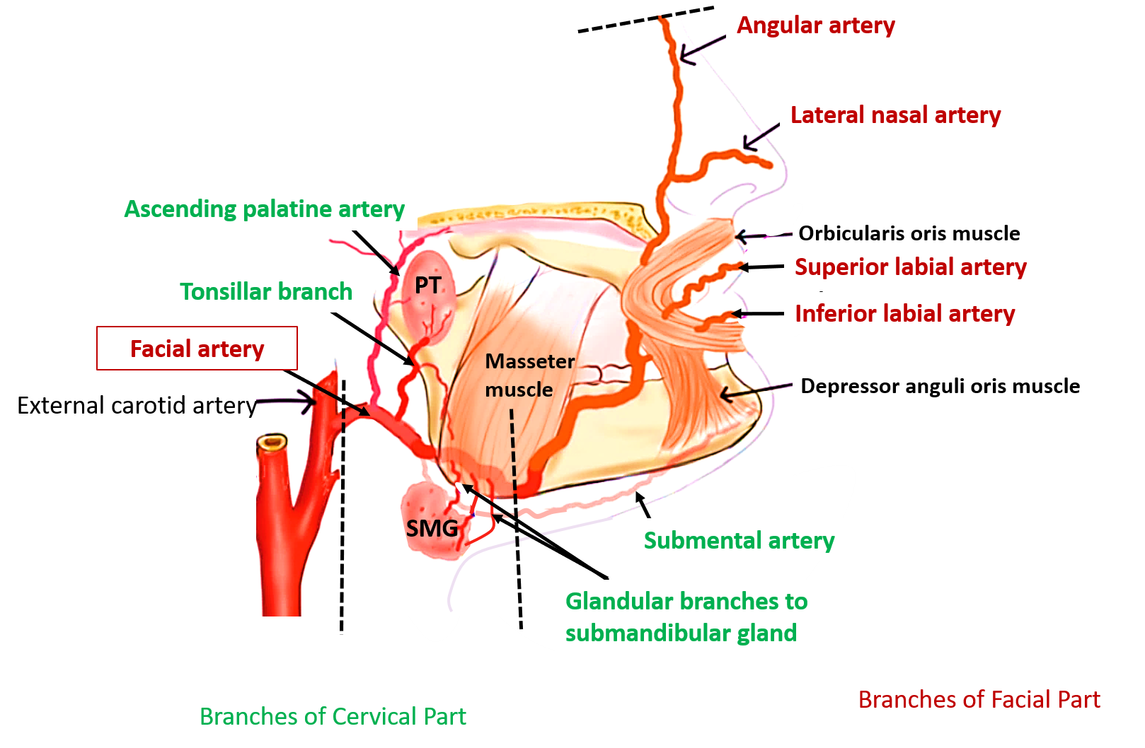 branches of facial artery