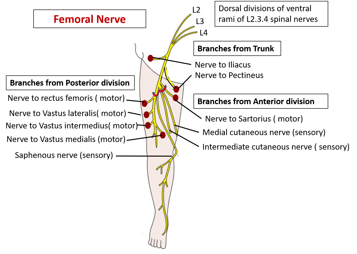 Anatomy Of Femoral Nerve