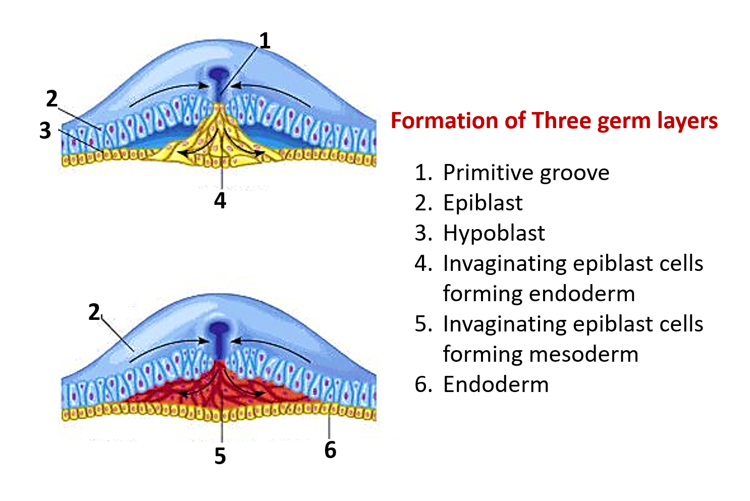 formation of three germ layers- ectoderm, mesoderm and endoder.