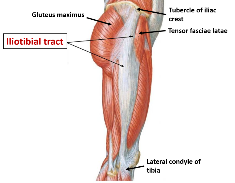 Deep Fascia of Thigh- Fascia Lata – Anatomy QA