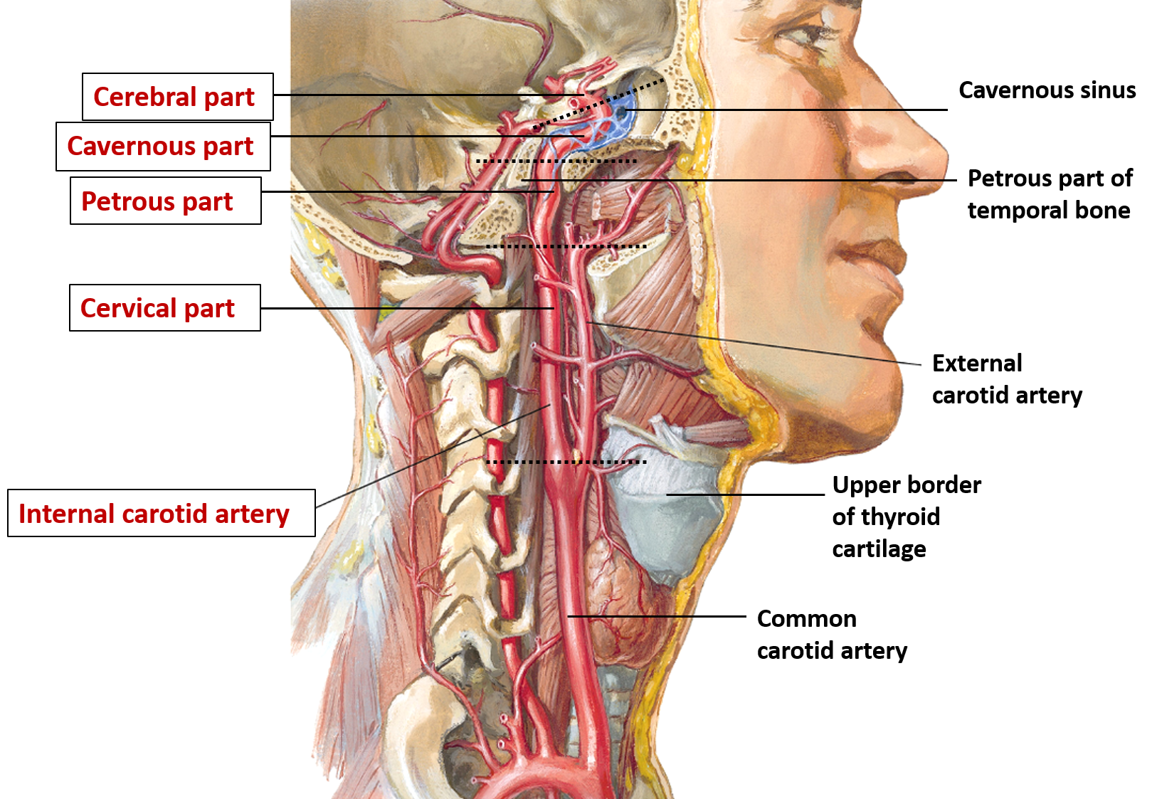 Internal Carotid Artery Anatomy QA Internal Carotid Artery Anatomy QA