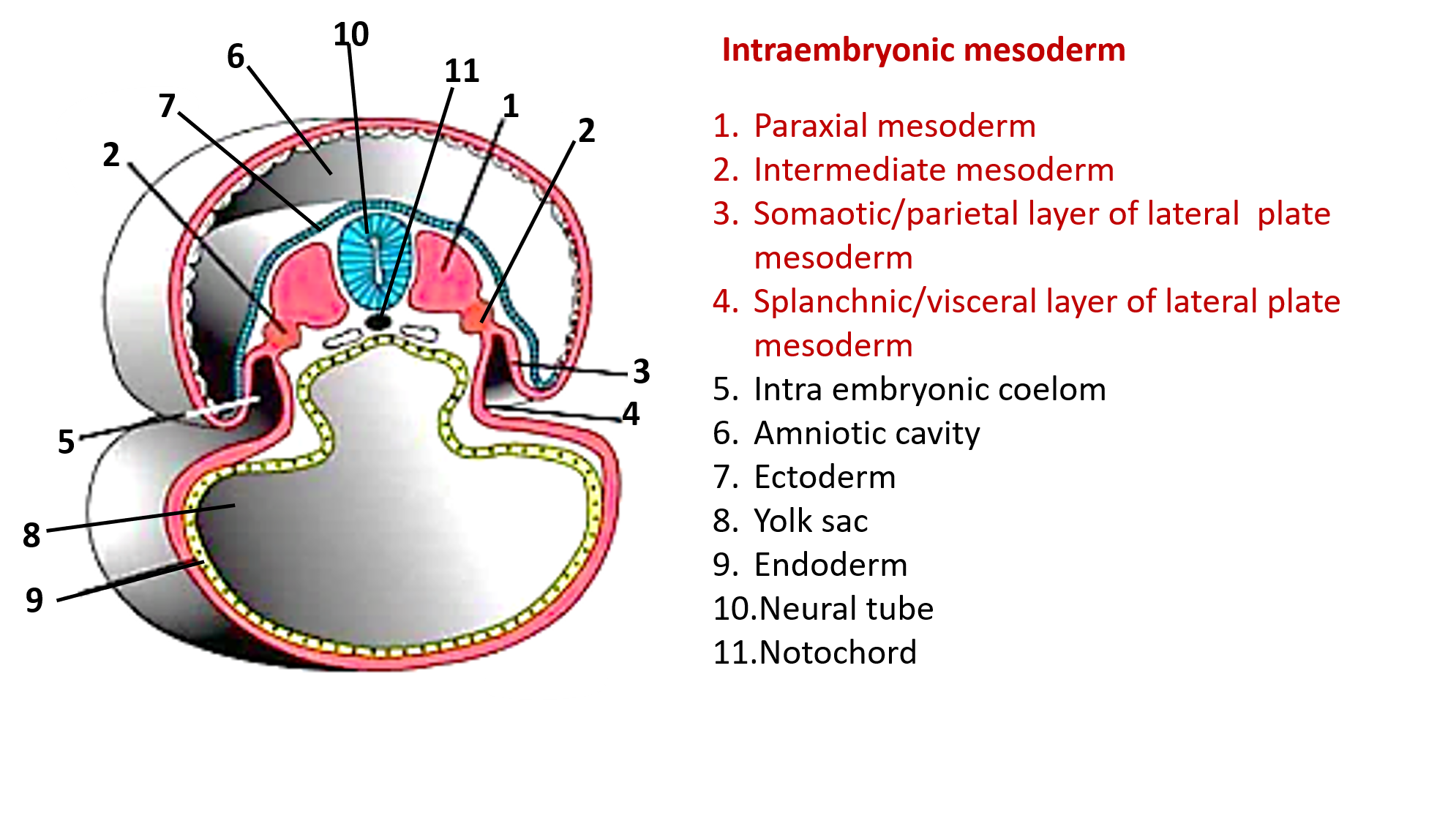 Divisions of intraembryonic mesoderm