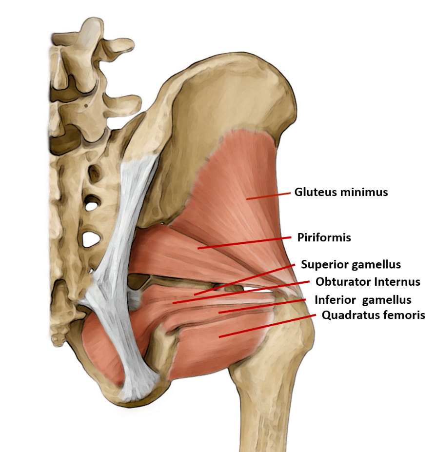 lateral rotators of hip joint