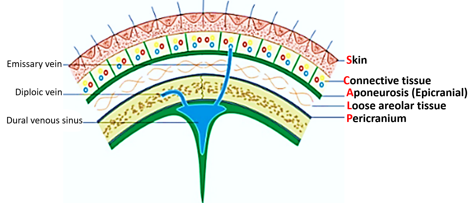 Layers of scalp