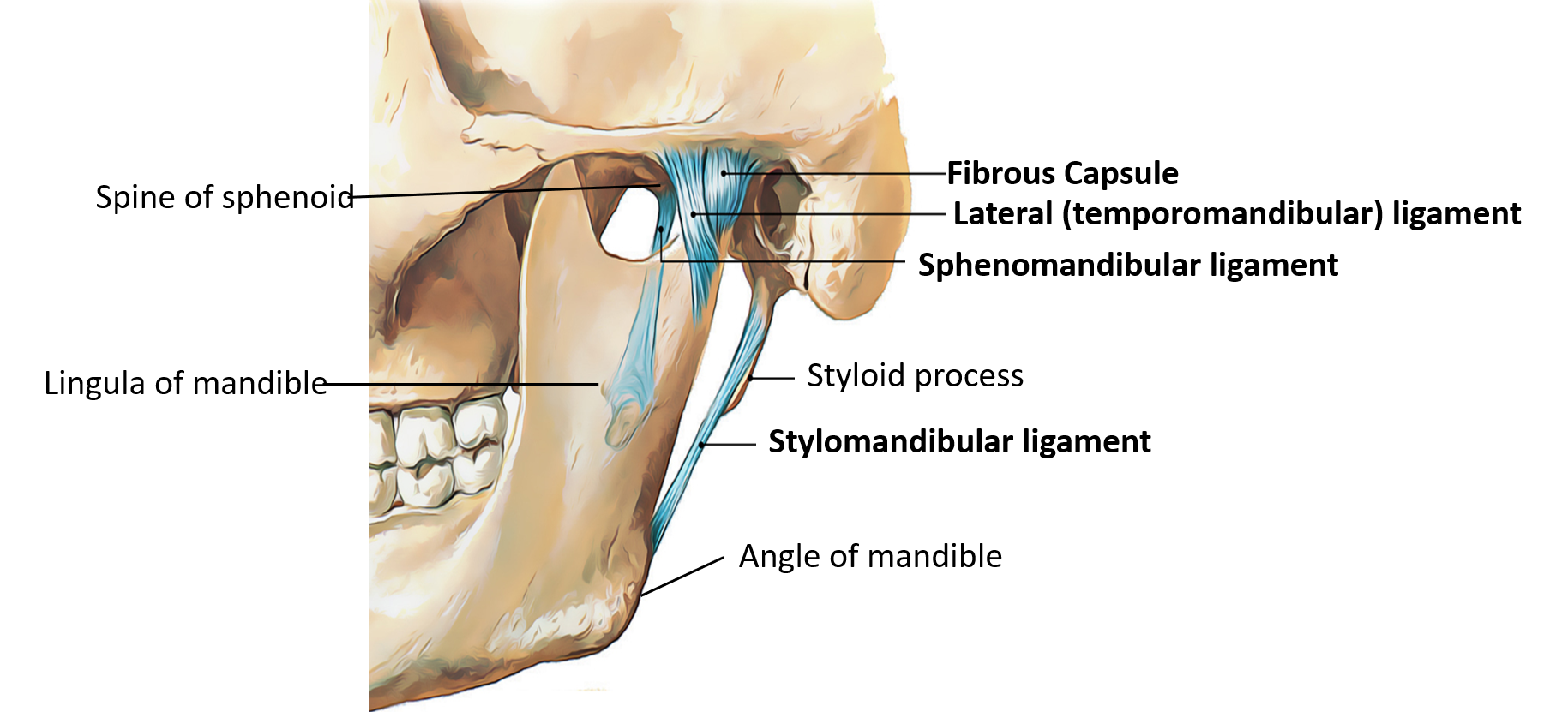 Capsule and ligaments of temporomandibular joint