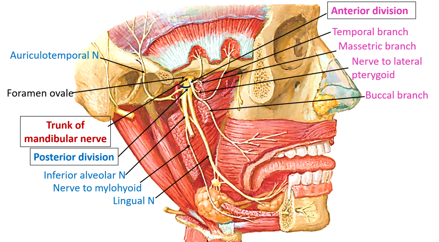Mandibular nerve