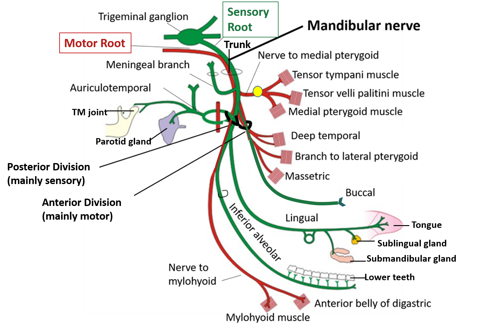 mandibular nerve -branches