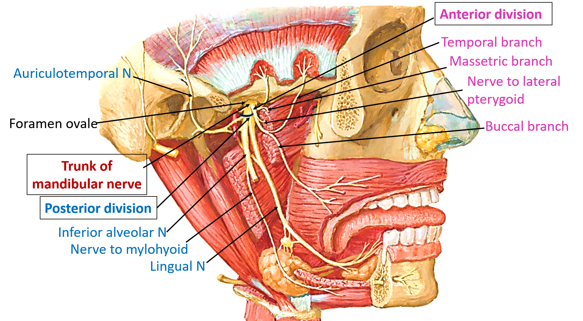 Mandibular nerve , Anatomy QA