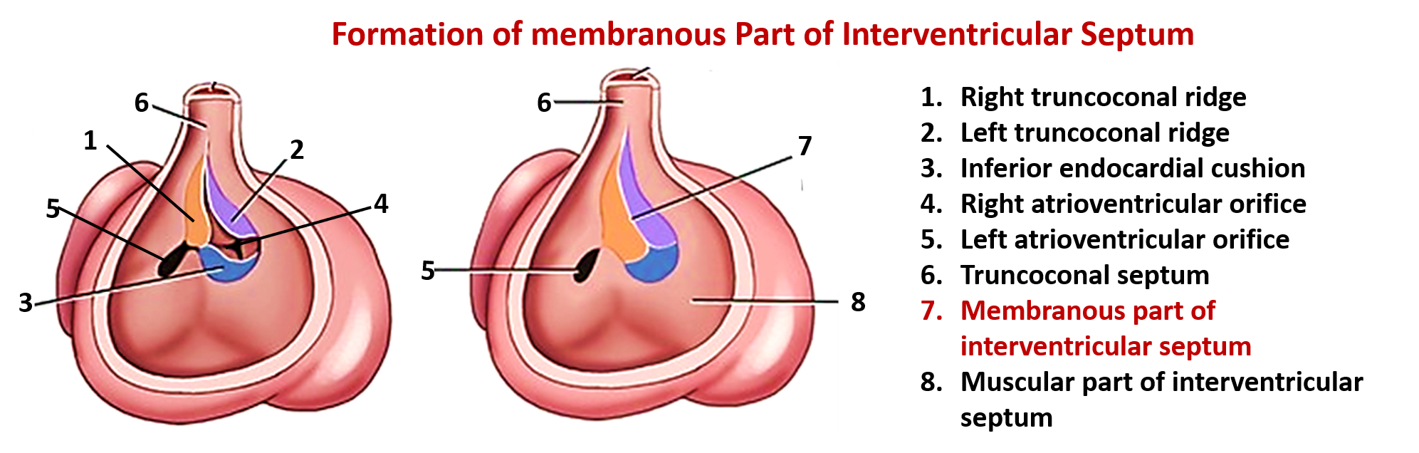 Formation of membranous part of interventricular septum