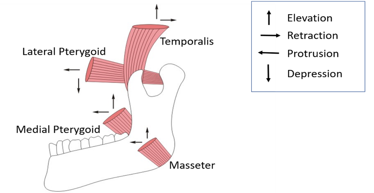 Movements at temporomandibular joint and muscles producing them