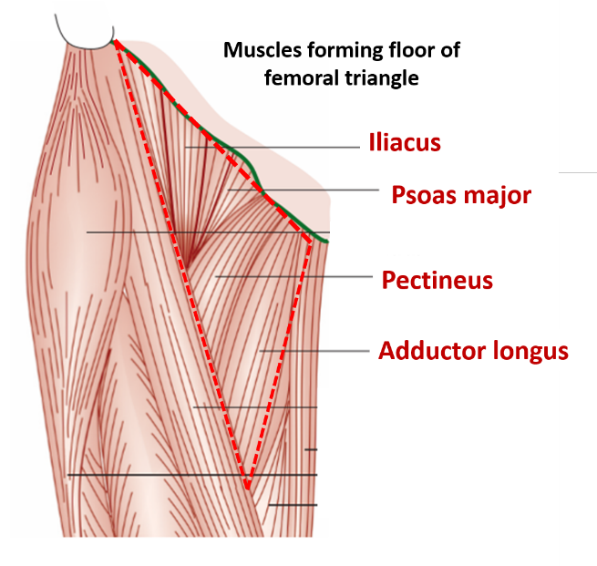 Muscles forming floor of femoral triangle