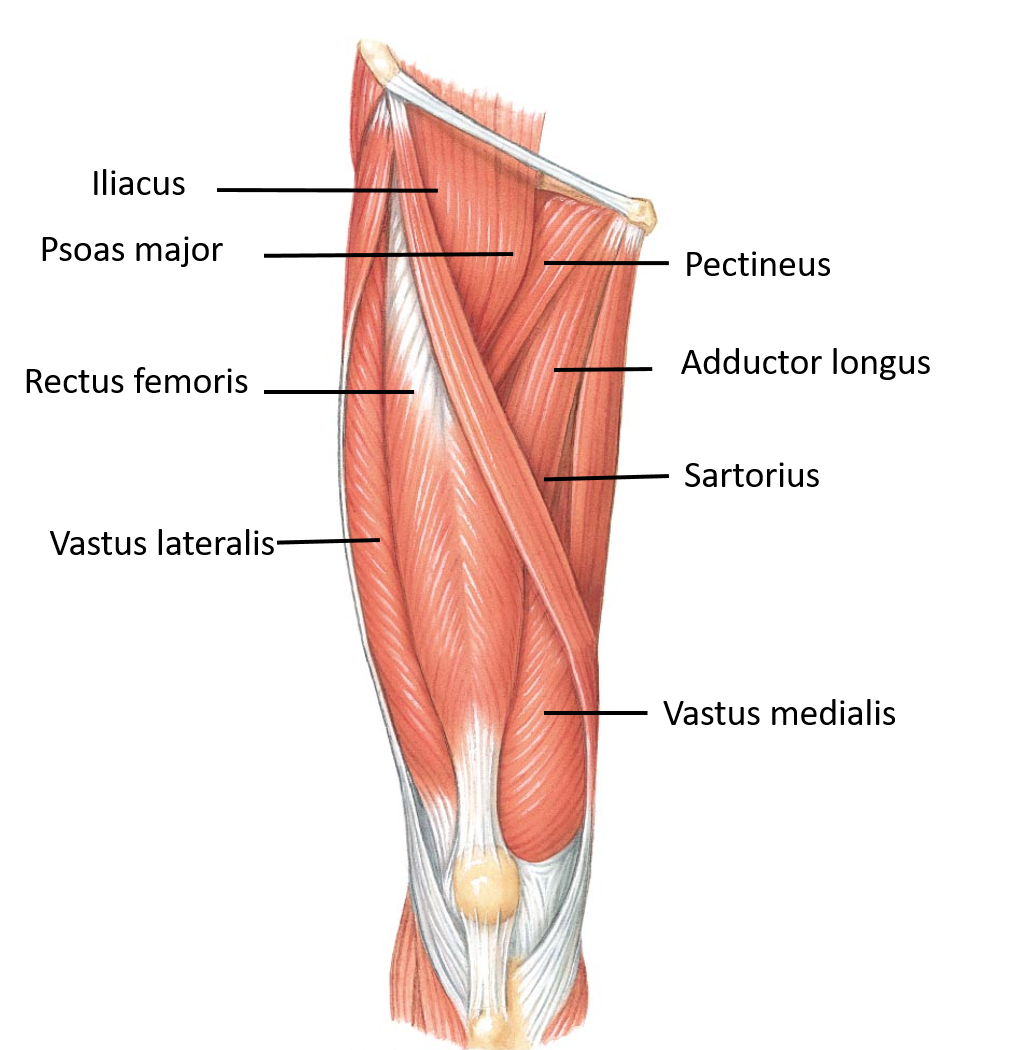 Muscles of anterior compartment of thigh