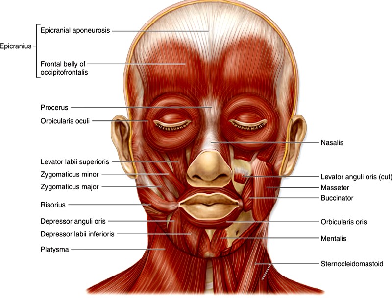 Anatomy Of Facial Muscles 600x511 Anatomy Of Facial Muscles 600x511