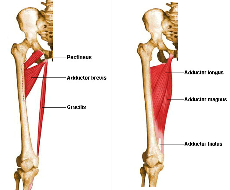 Medial Compartment of Thigh , Muscles- attachments, action and nerve