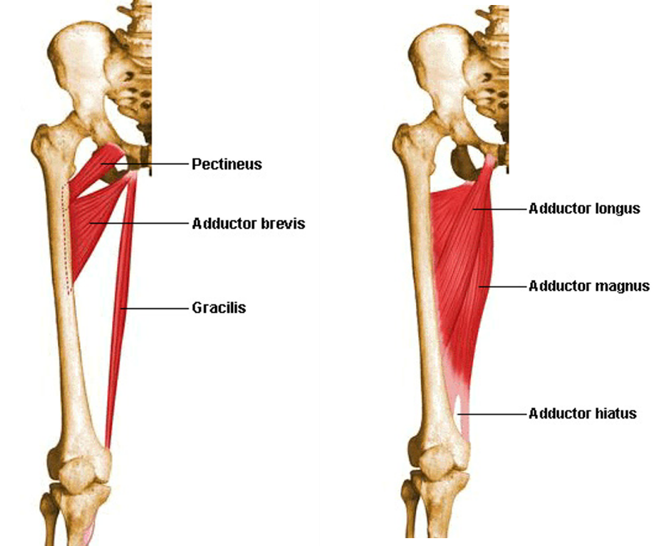 femur muscle attachments