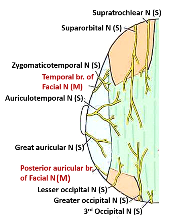 Scalp visual data 3