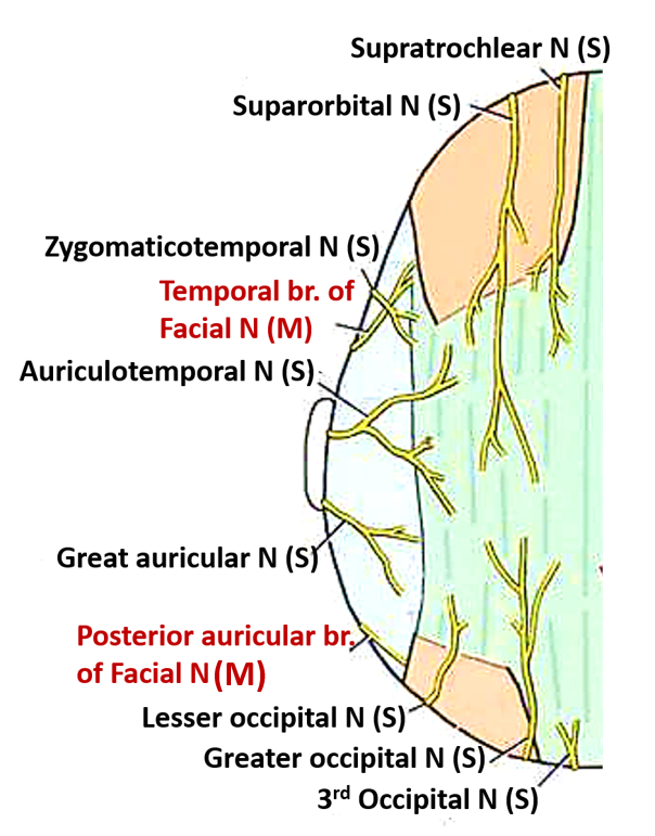 scalp nerve supply