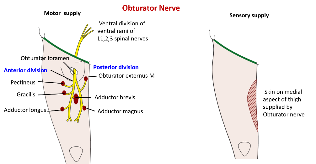 Obturator nerve