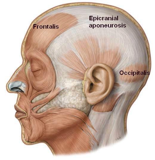 occipitofrontalis muscle