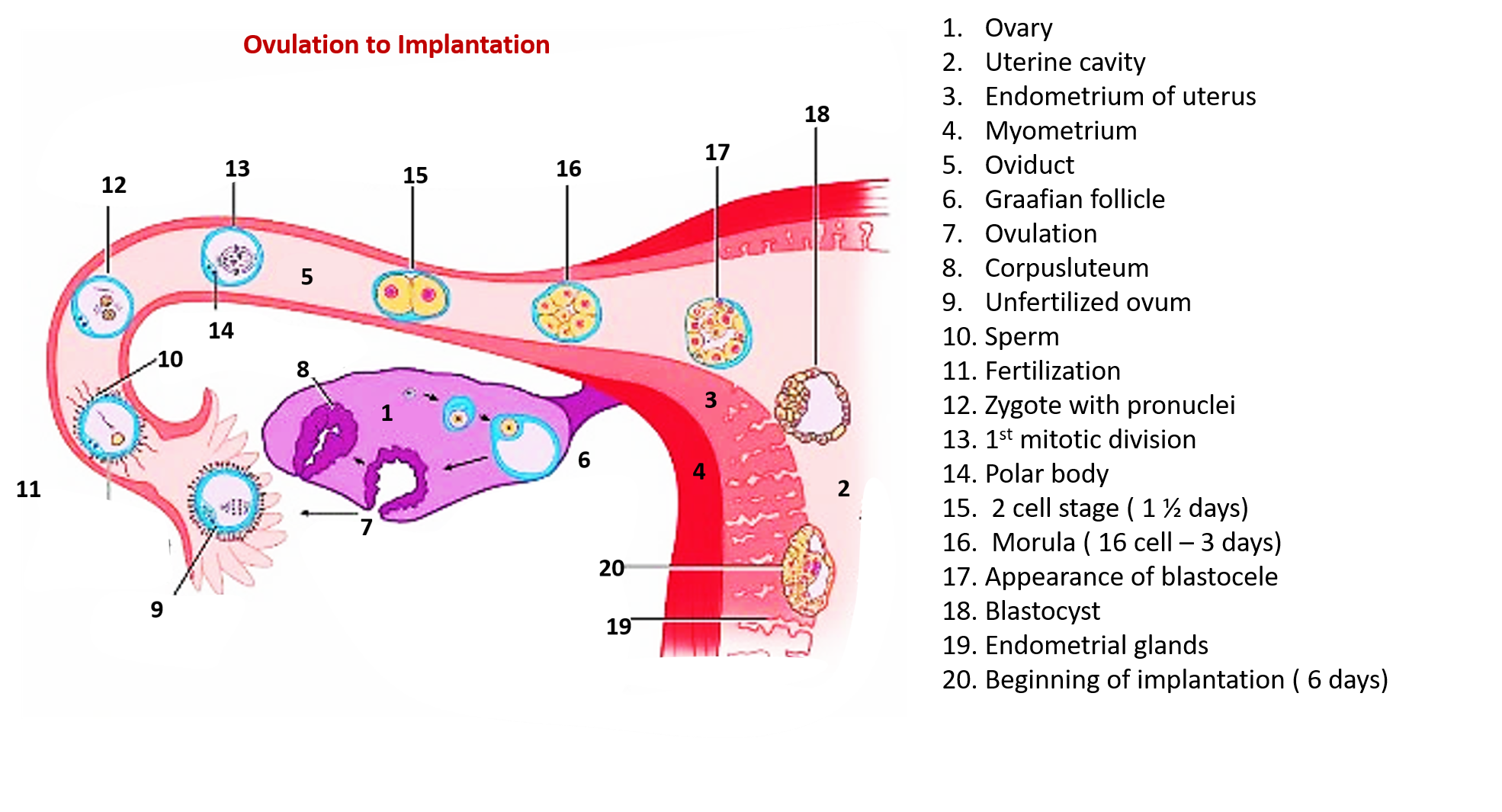 ovulation to implantation