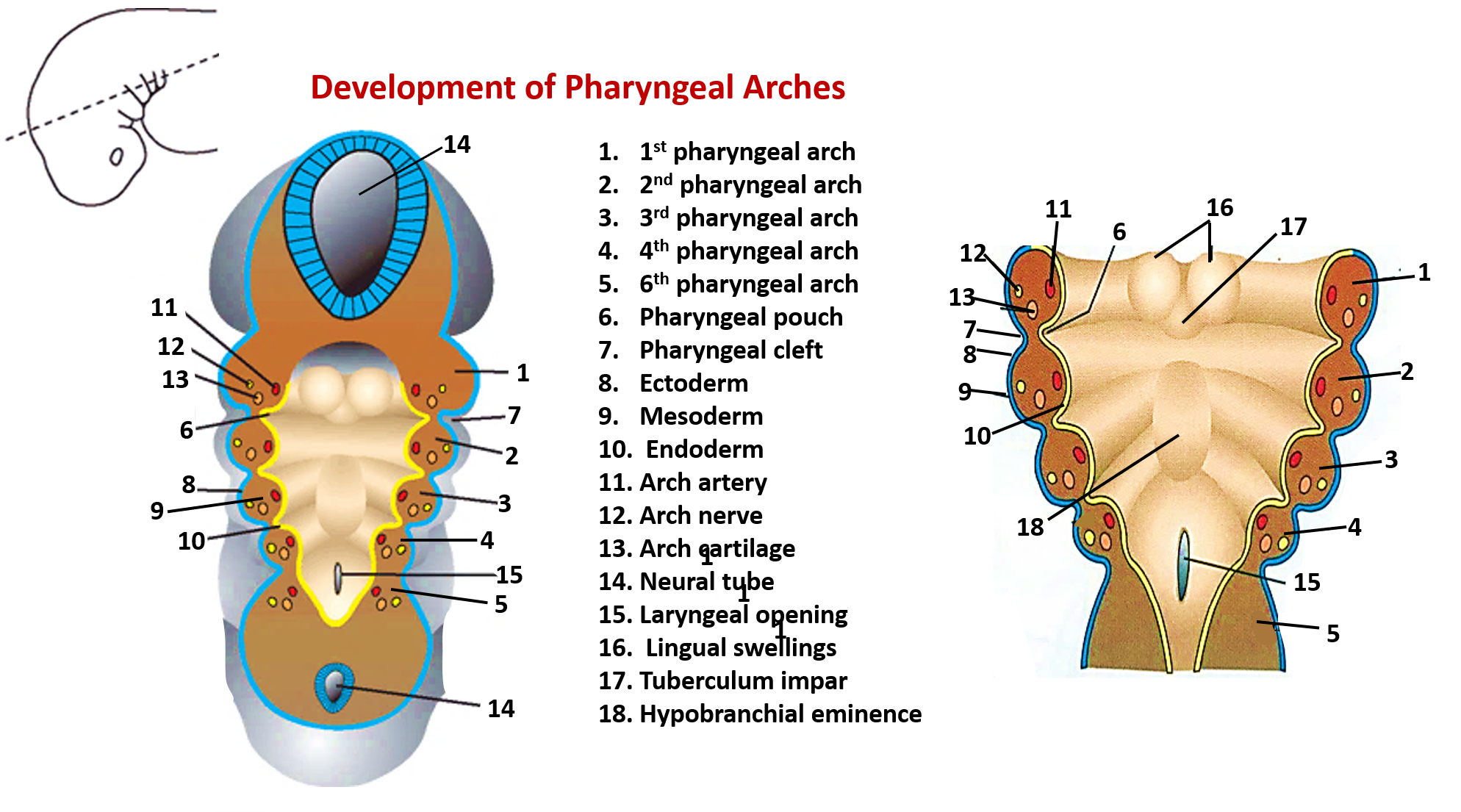 Development of pharyngeal or branchial arches