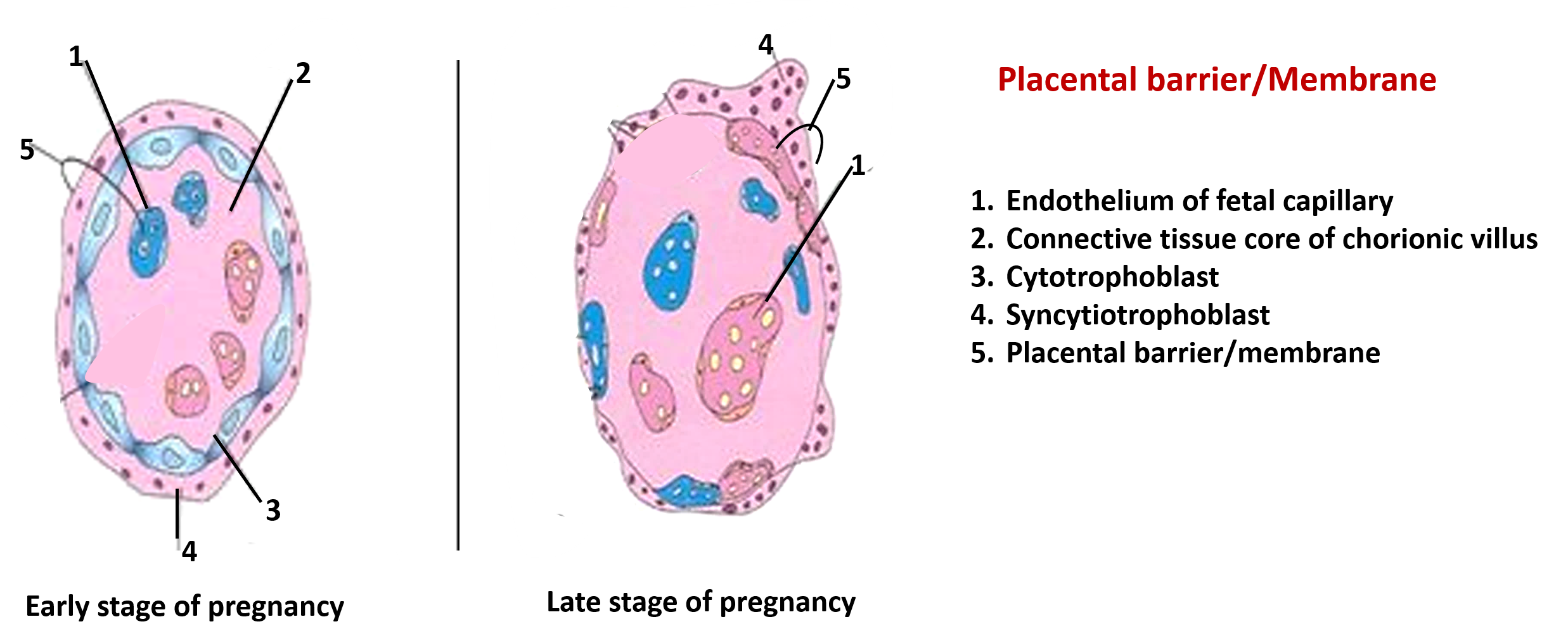 Placental barrier, placental membrane