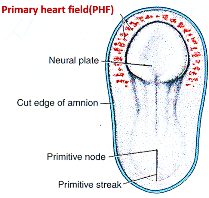 primary heart field or cardiogenic area