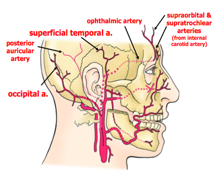 Arteries of scalp