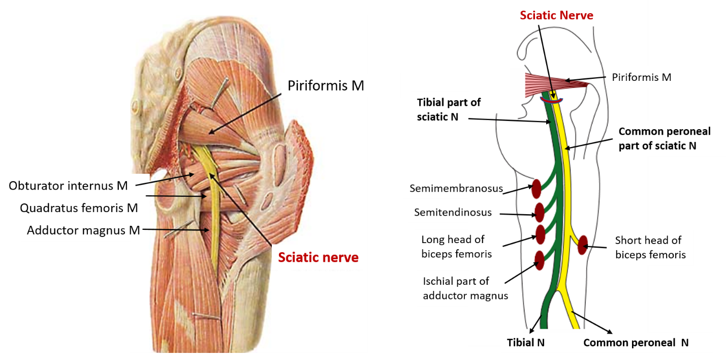 sciatic nerve branches