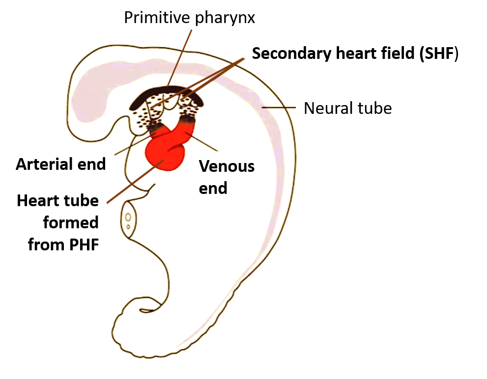 Secondary heart field
