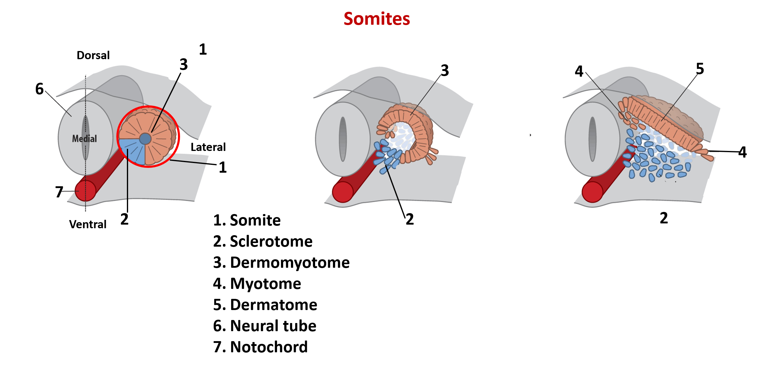somite- scleletome , myotome and dermotome