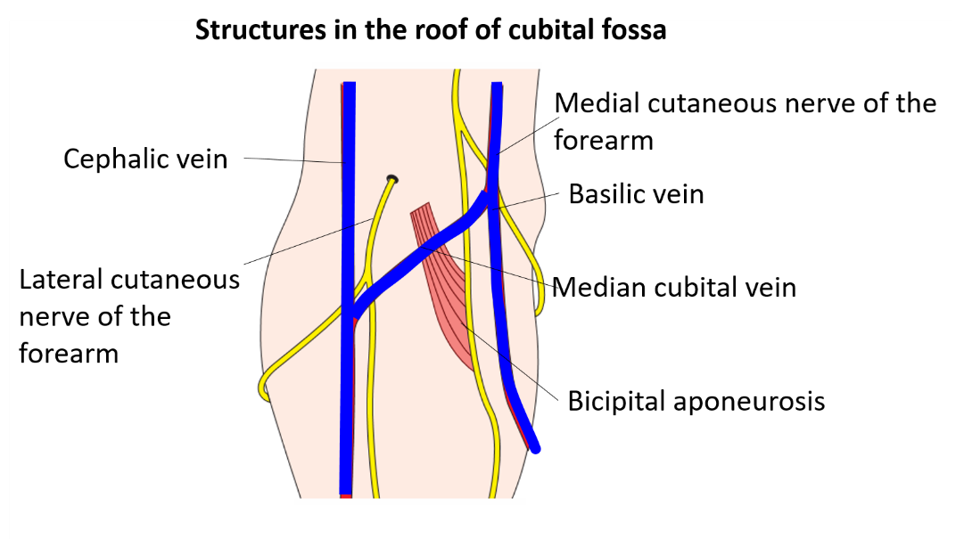 Structures forminf roof of cubital fossa
