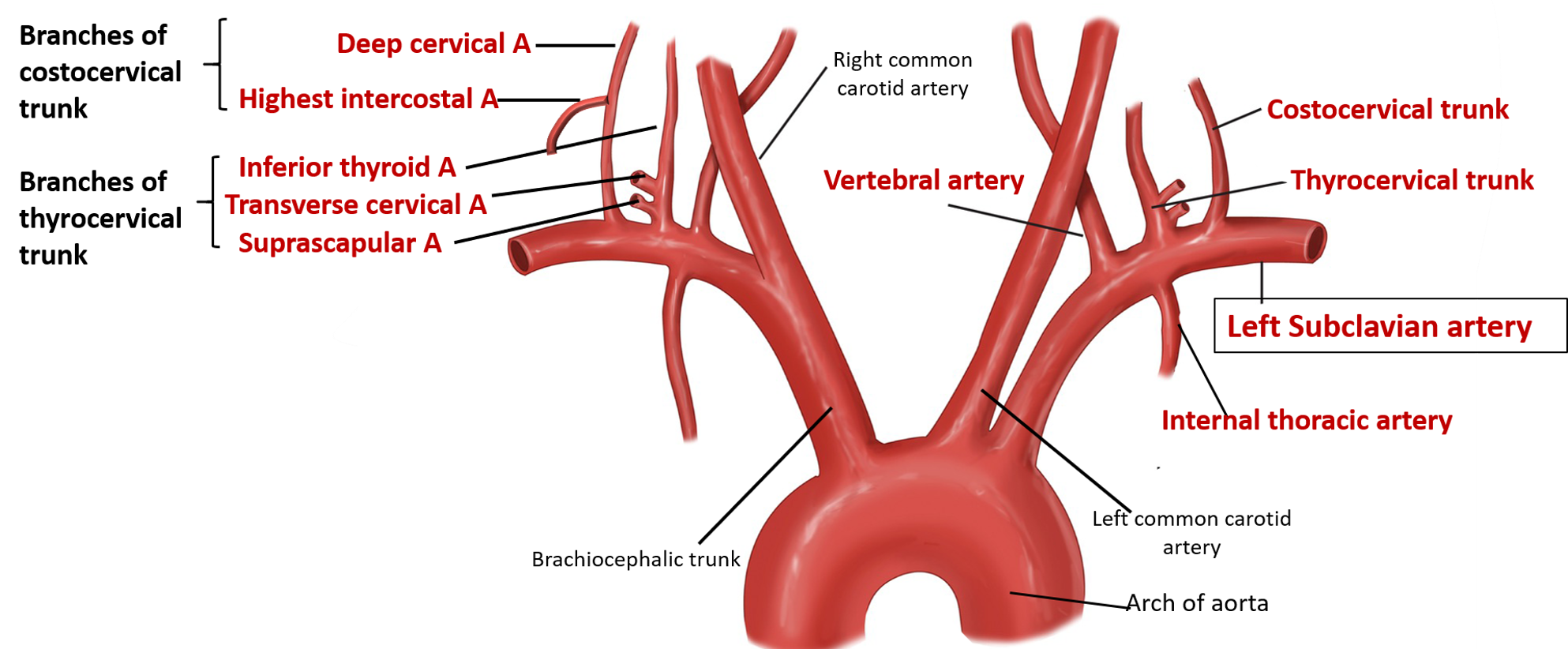 branches of subclavian artery