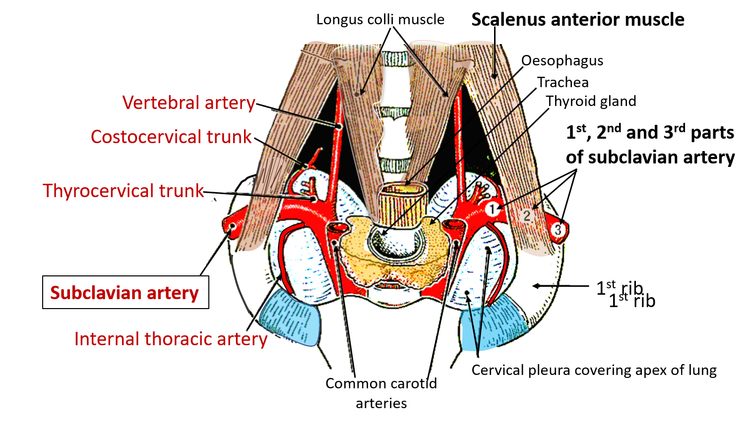 Subclavian Artery , Origin, Branches and Relations , Anatomy QA
