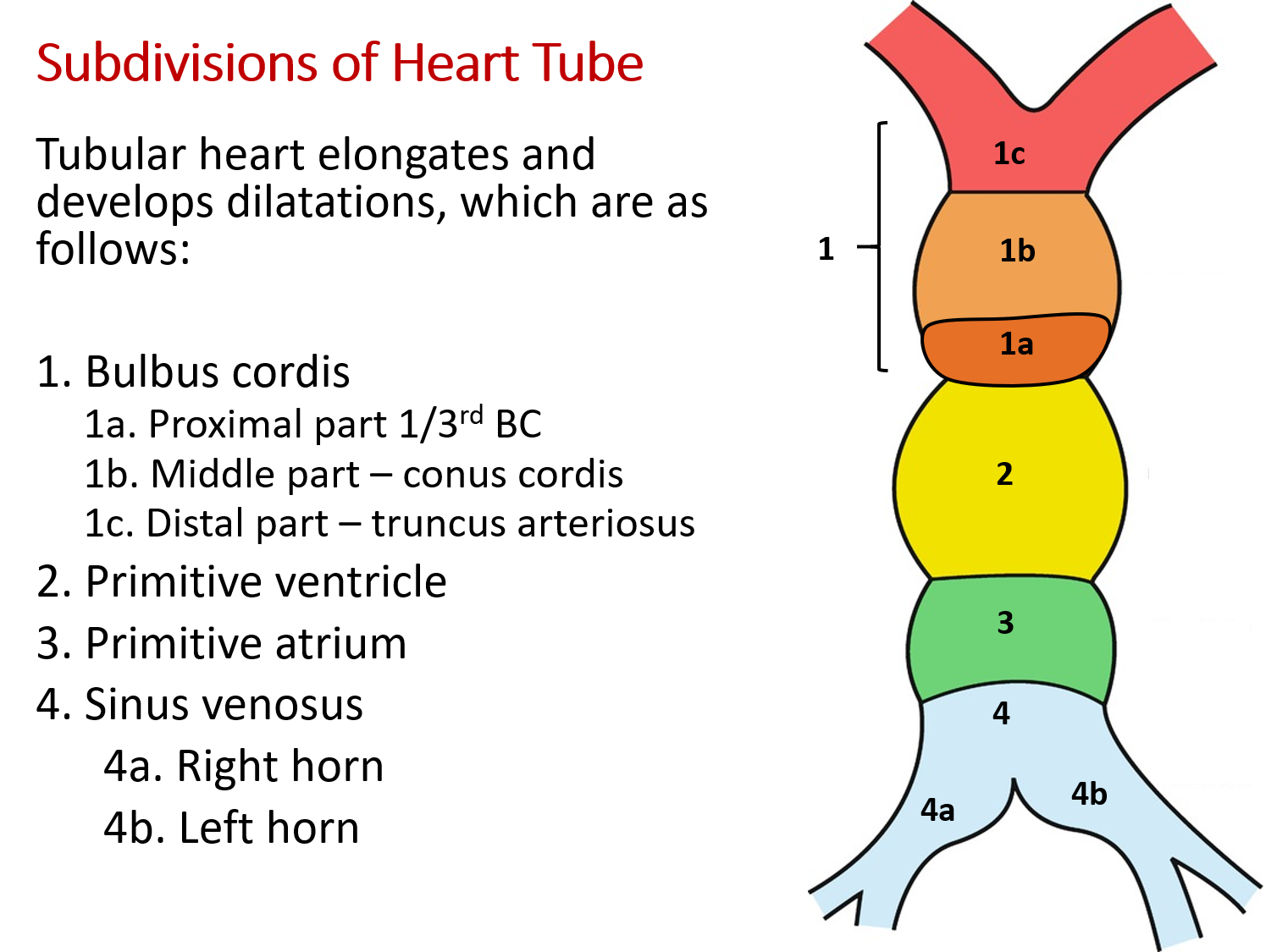 Subdivisions of developing heart tube