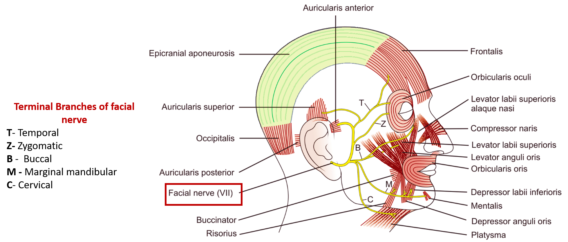 terminal branches of facial nerve