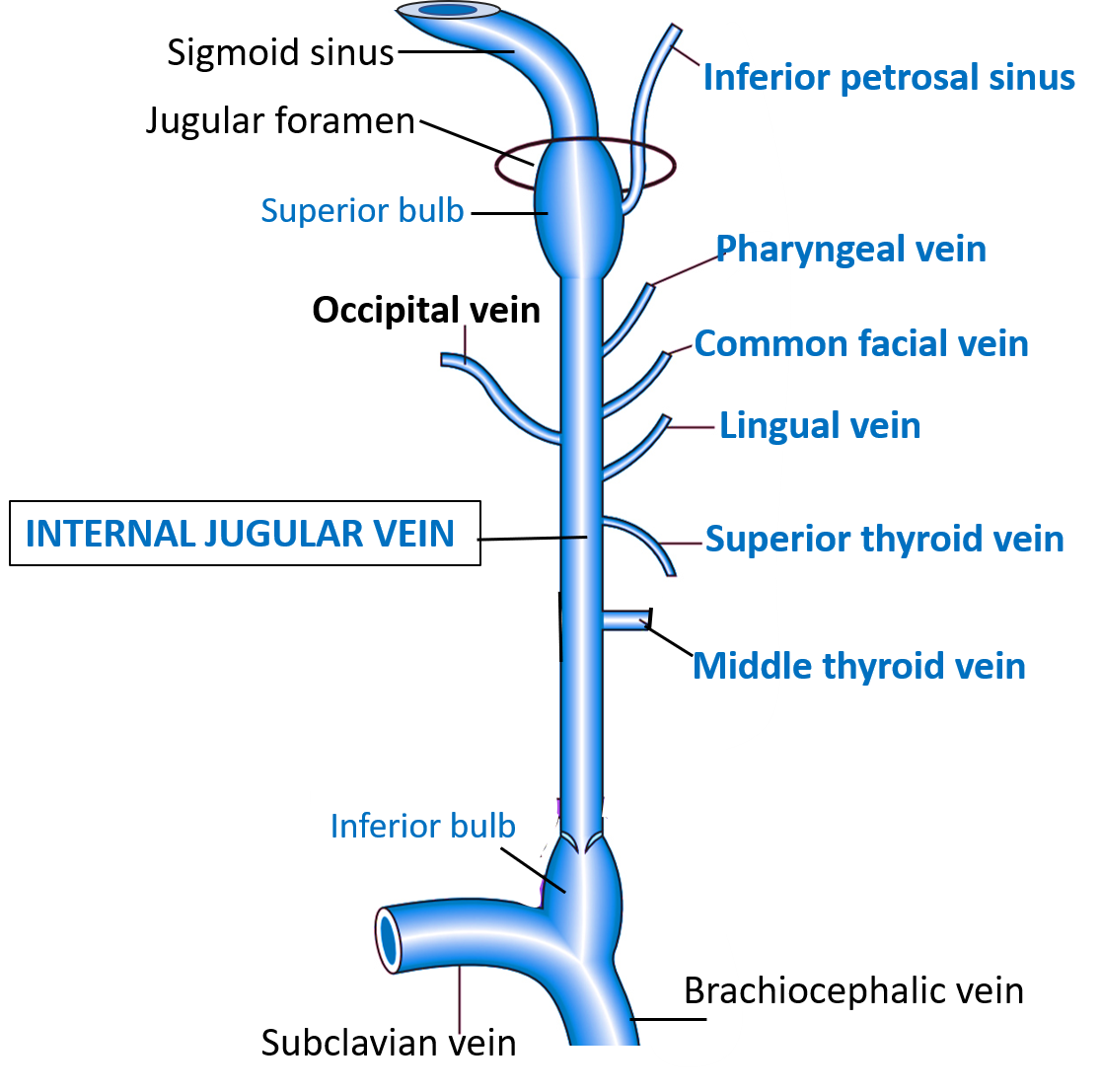 tributaries of internal jugular vein