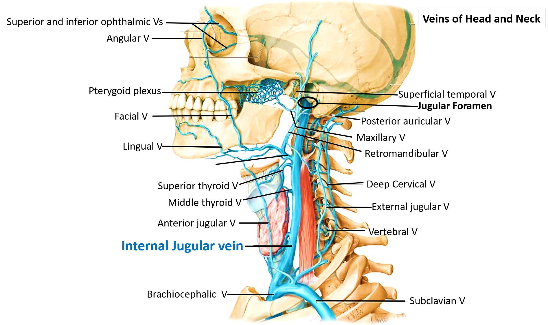 Internal Jugular Vein , Tributaries and Connections , Anatomy QA