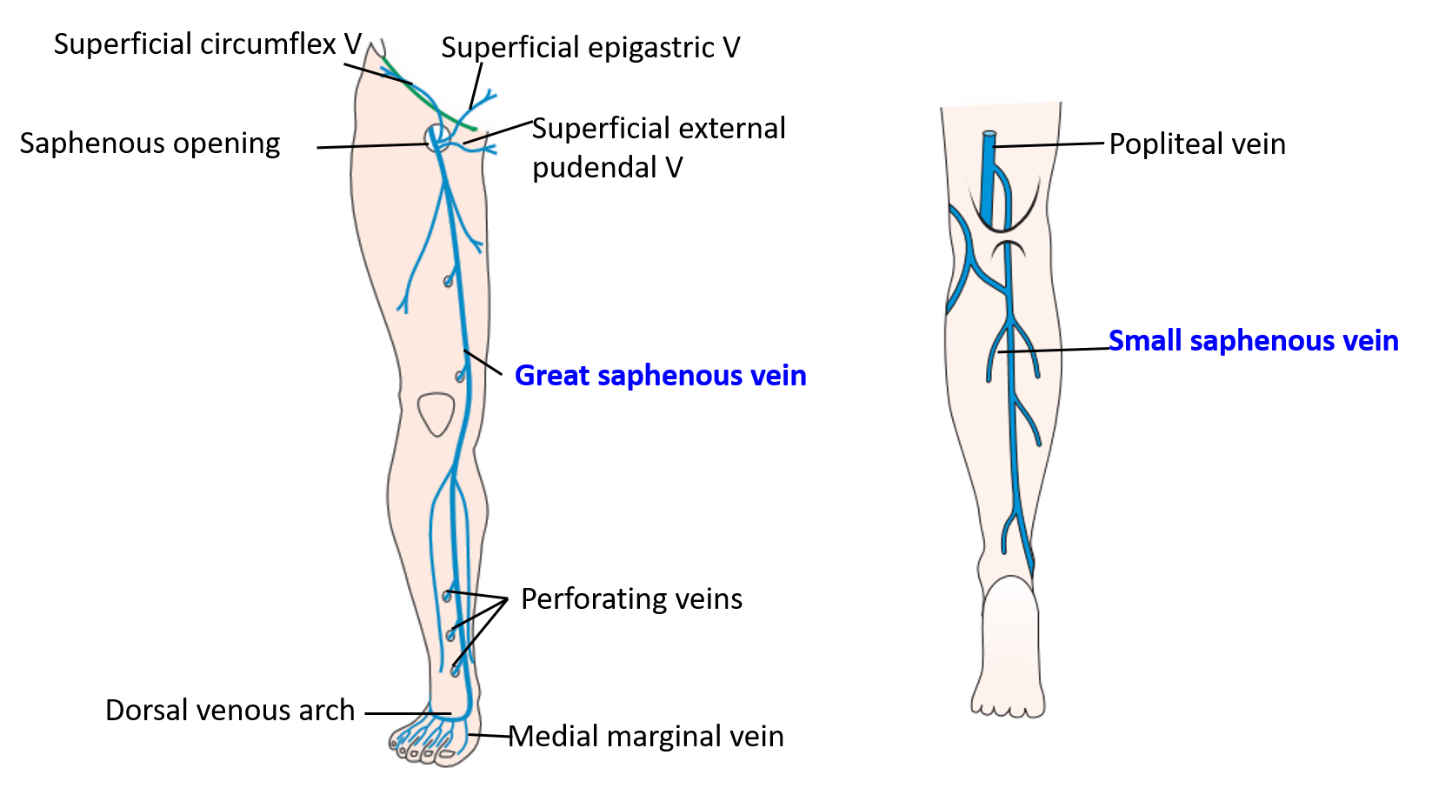 Veins of lower Limb