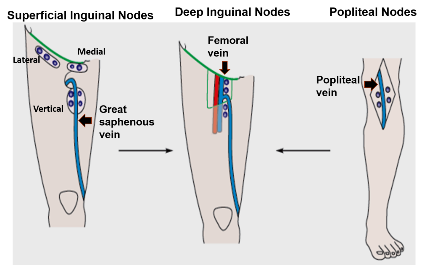 Lymph nodes of lower limb