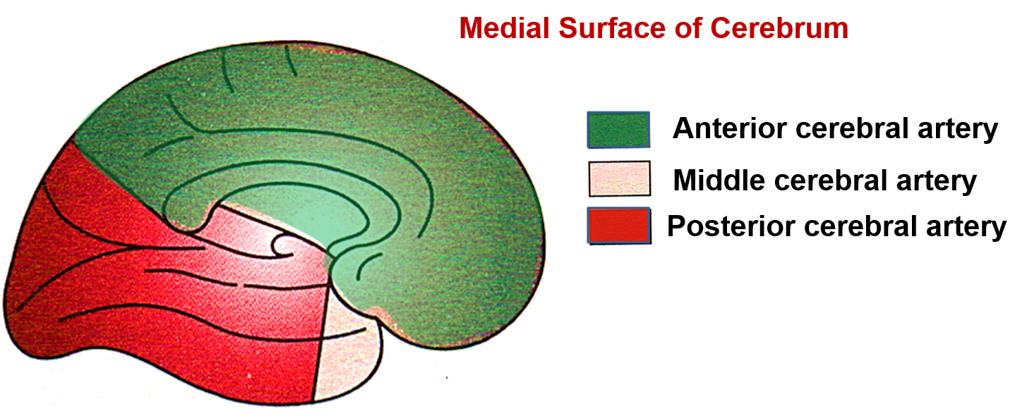 Medial surface of cerebrum - blood supply