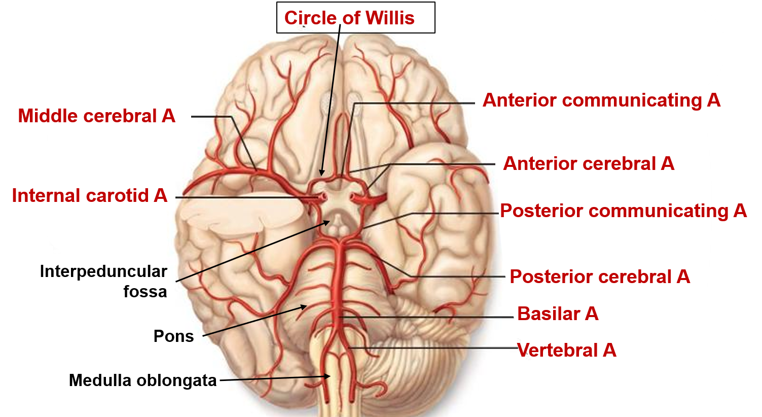 formation of circle of Willis
