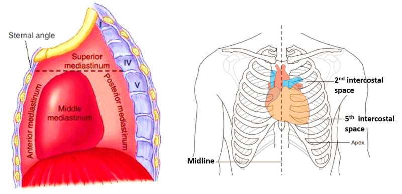 Heart - External Features , apex, base, surface and borders, relations